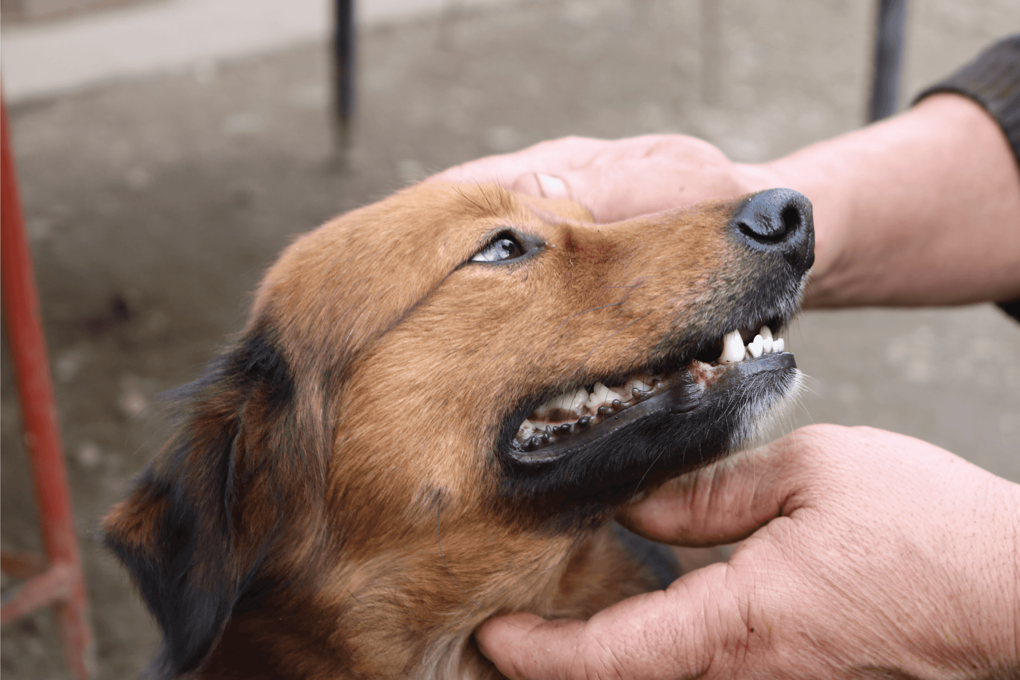 Healthy Teeth for a Healthy Canine: The Importance of Dental Health - Good Dog People™