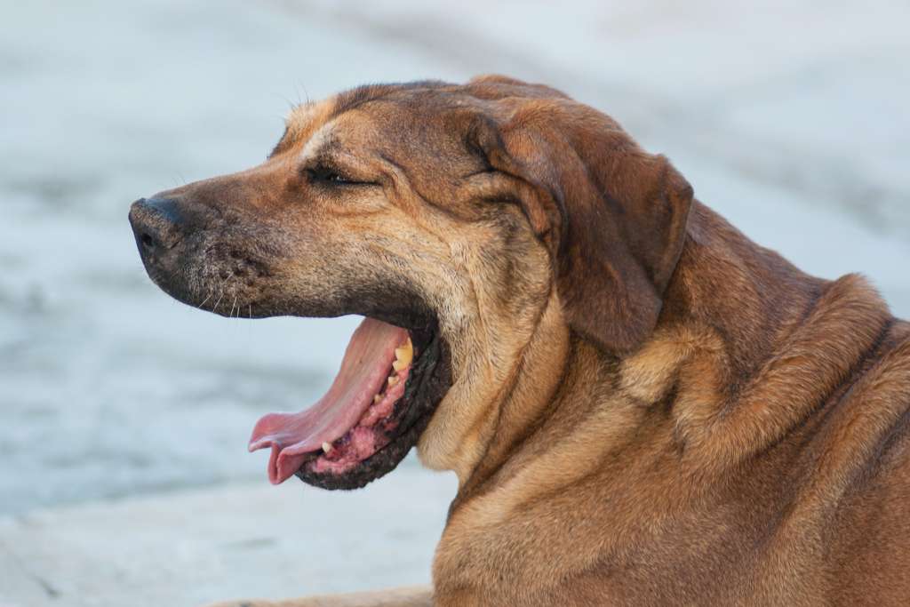 Bad Breath and Gut Health in Dogs