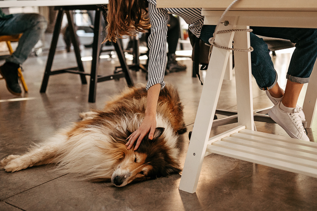 Bringing Your Dog to Work