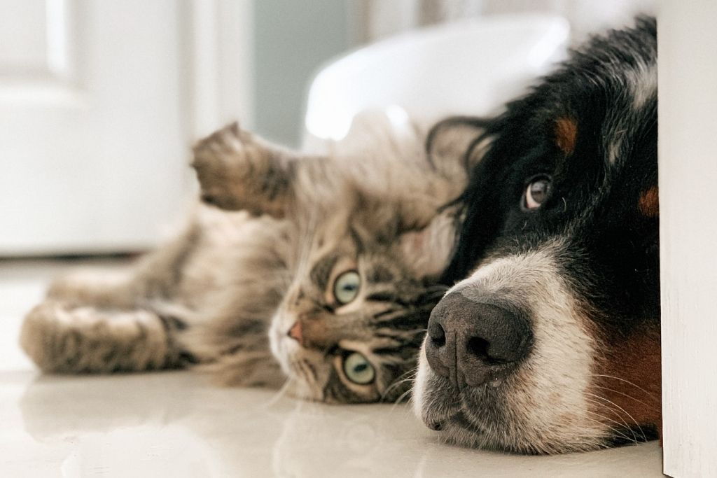 How To Read Expiration Dates on Pet Food Labels - Good Dog People™