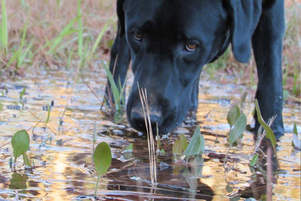 Canine Leptospirosis