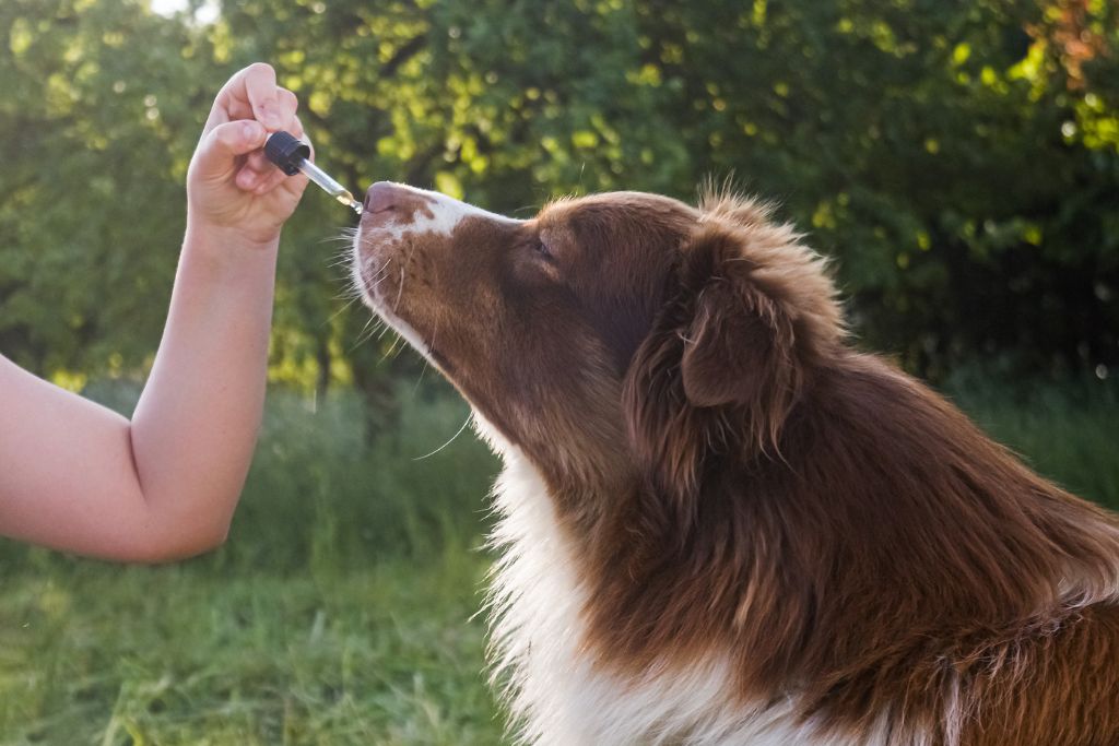 Dog Supplements: Harmful or Helpful?