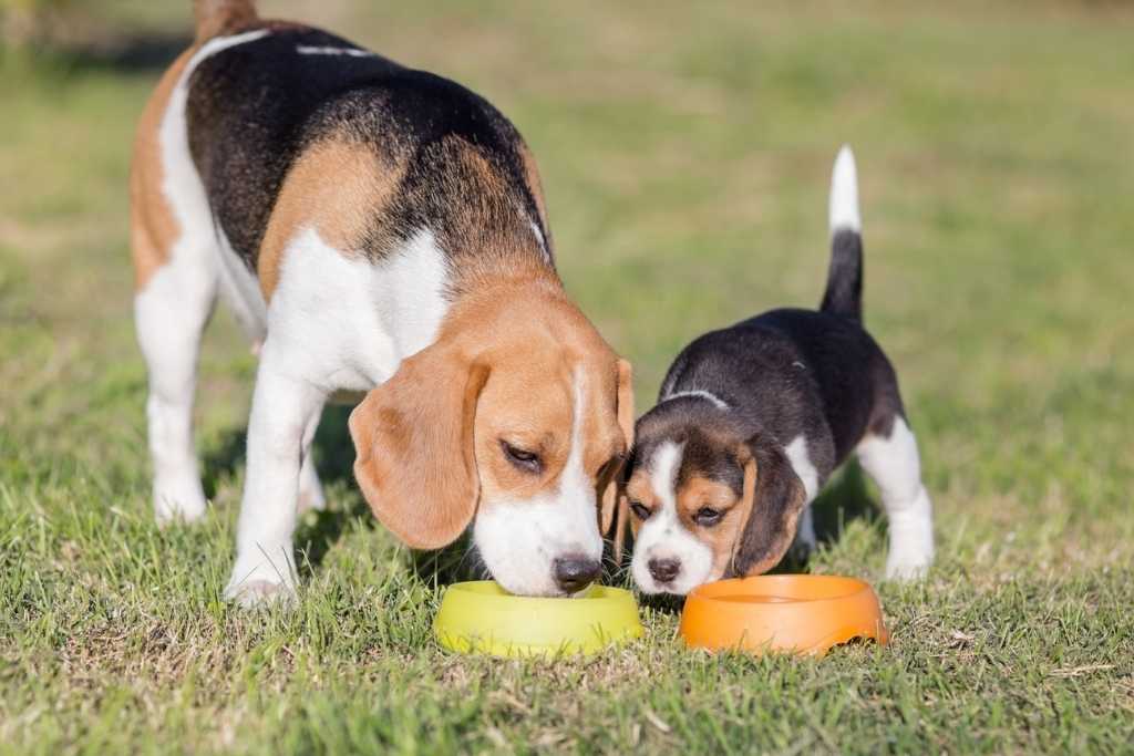 A New Owner's Guide to Dog Food - Good Dog People™