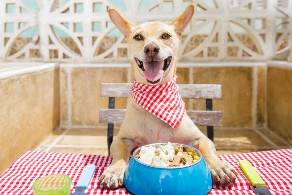 Happy Gut, Happy Pup: 4 Healthy Doggy Digestion Tips - Good Dog People™