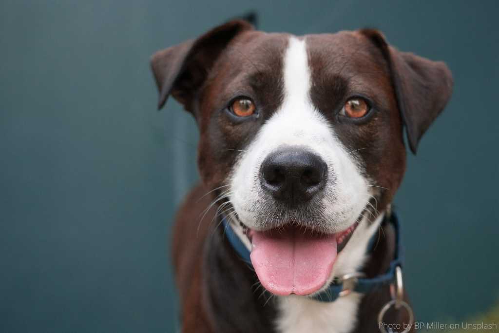 Pet Insurance: Yay or Nay? - Good Dog People™