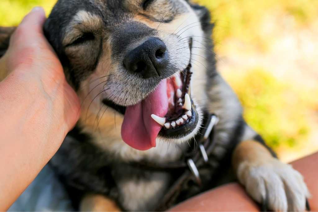 Your Guide to Doggy Dental Care - Good Dog People™