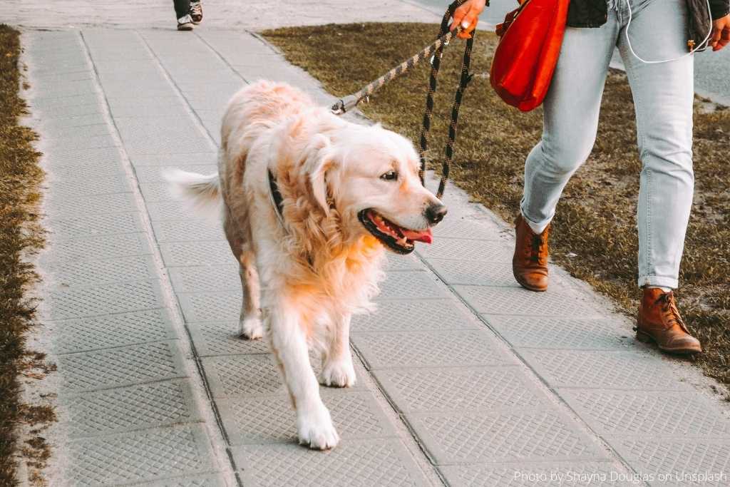 How-To: Walk Your Dog - Good Dog People™