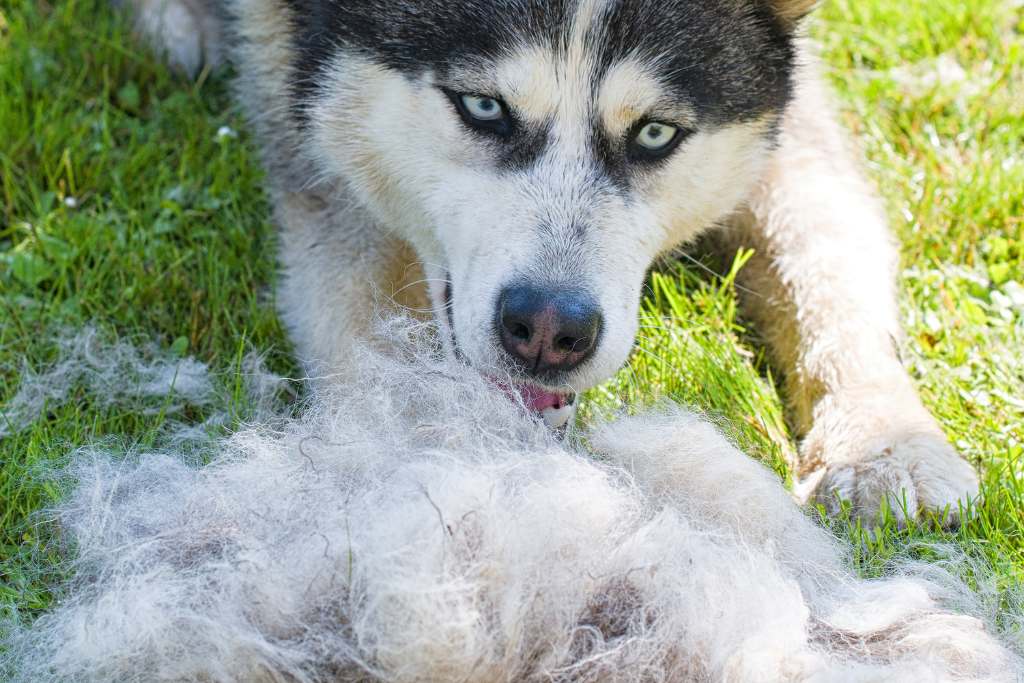 Dog Shedding Survival Guide