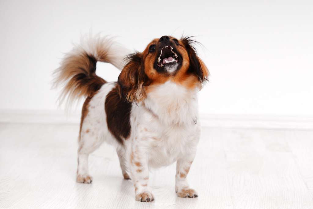 Why Dogs Bark: The 6 Common Reasons