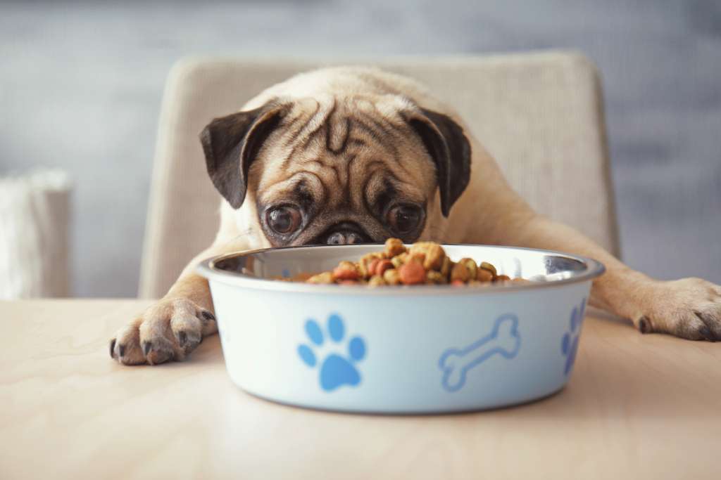How much should I feed my dog?