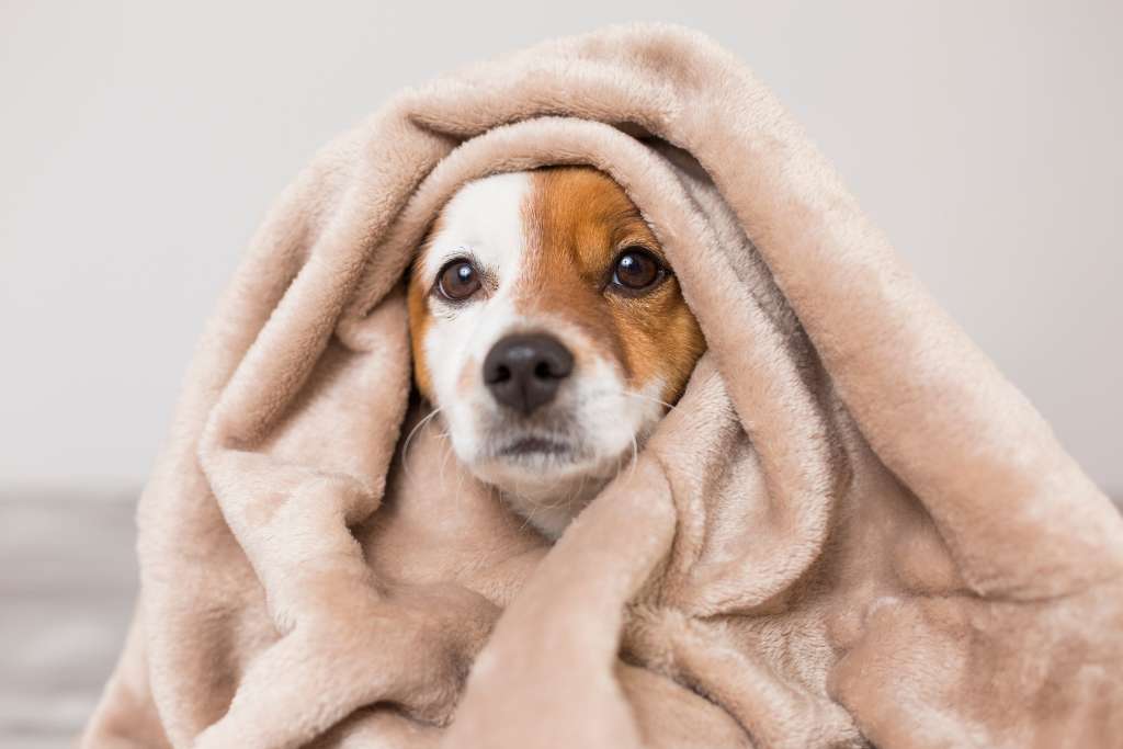 Stop the Itch! Home Allergy Triggers
