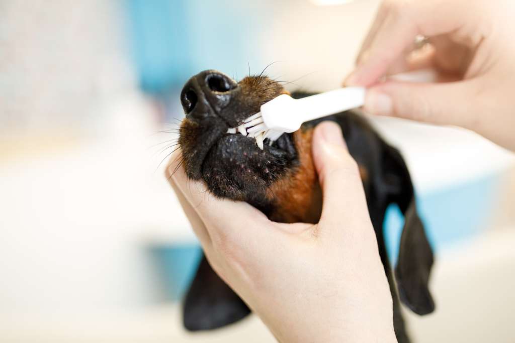 Dog’s Breed and Dental Risks