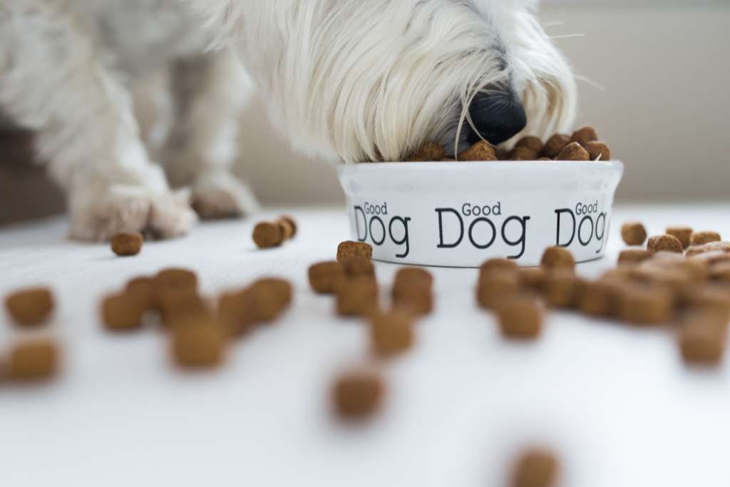 How eating too fast can affect your dog's health