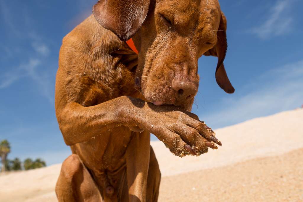 Why does my dog lick their paws?