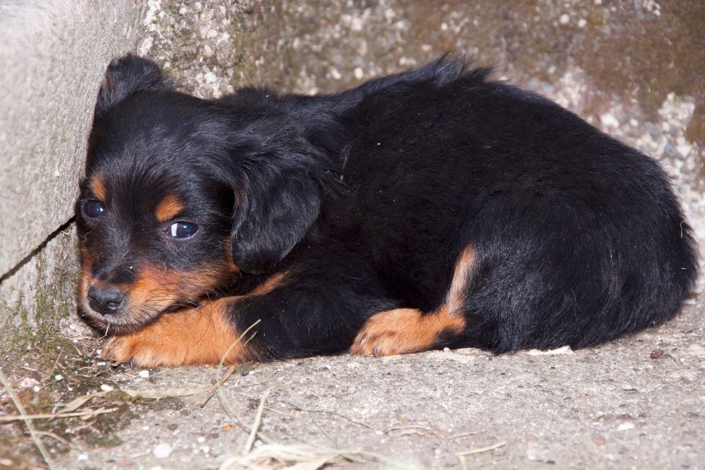 The Harsh Reality of Pet Abandonment