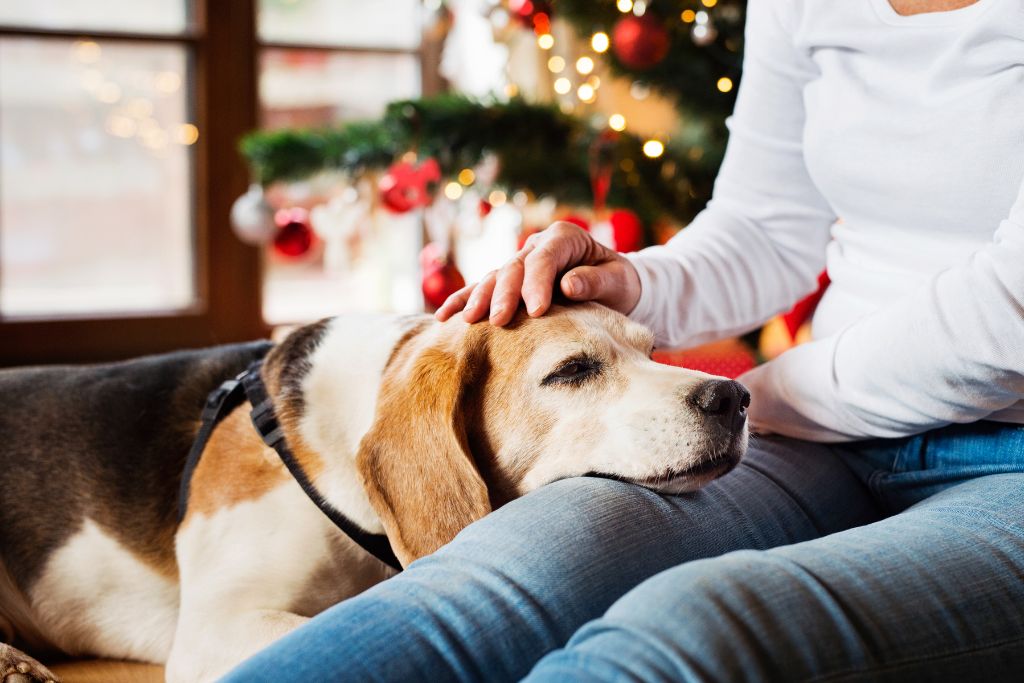 What YOur Dog Really Wants for Christmas