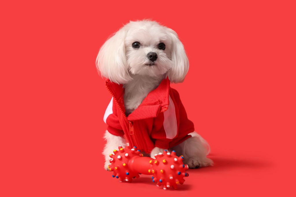 Celebrating Chinese New Year with Your Dogs