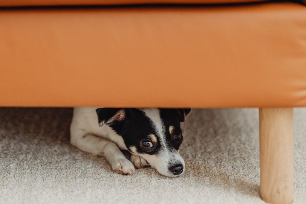 How to Relieve Dog Anxiety