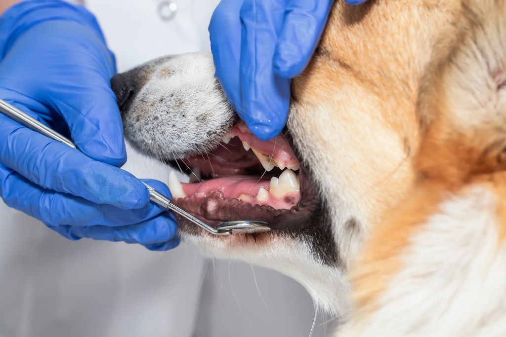 Dog Dental Cleaning Service in Singapore