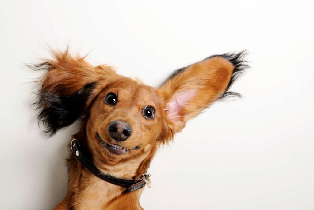 Dog Ear Infections: Signs, Remedies & When to Call the Vet