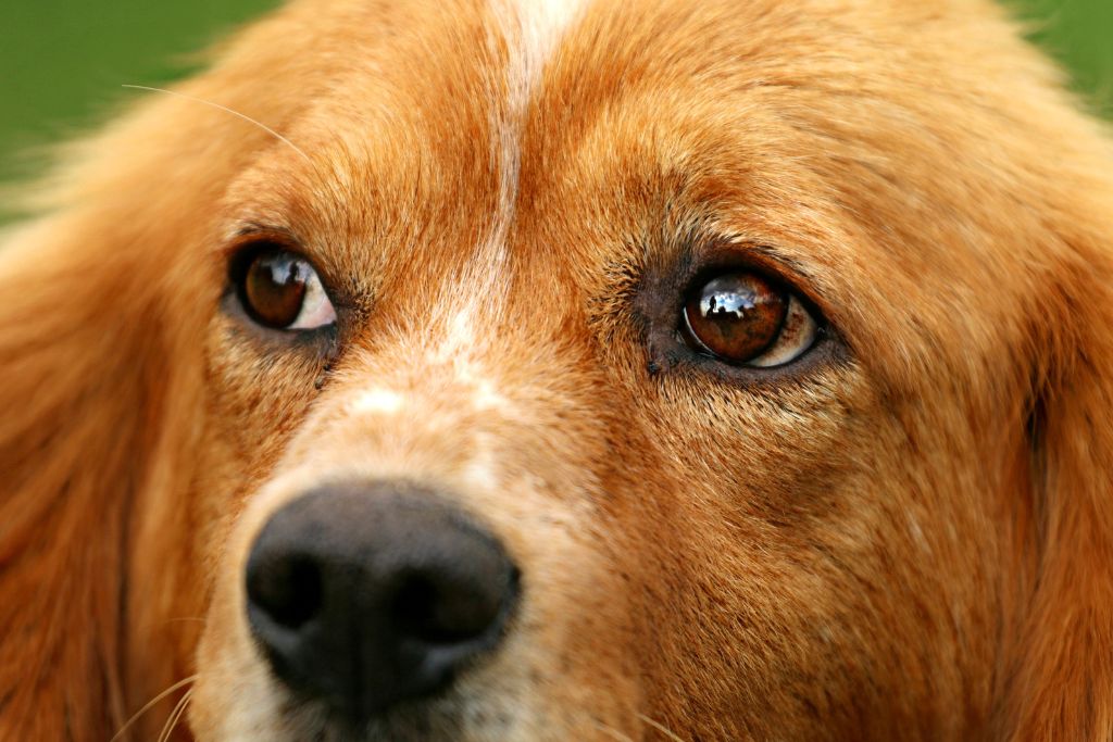 Common Dog Eye Problems