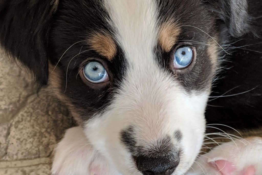 Nutrients and Antioxidants for Dog Eyes