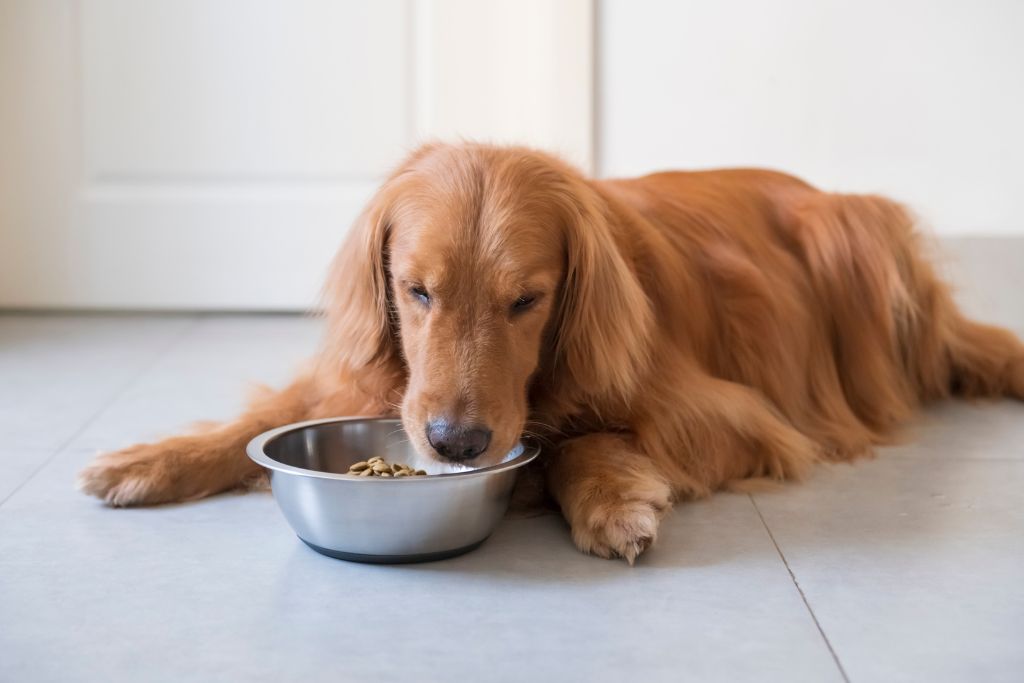 Why is my dog not eating?