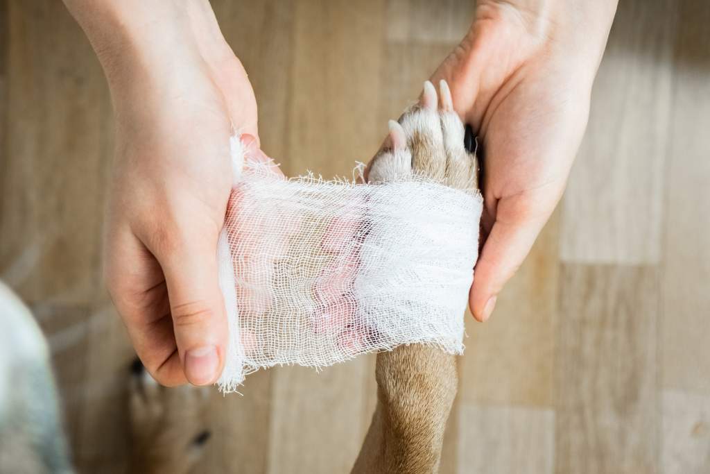 Essential First Aid for Dog Wounds