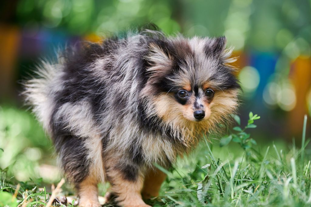 Dog Poop: A Guide to Your Dog’s Gut Health