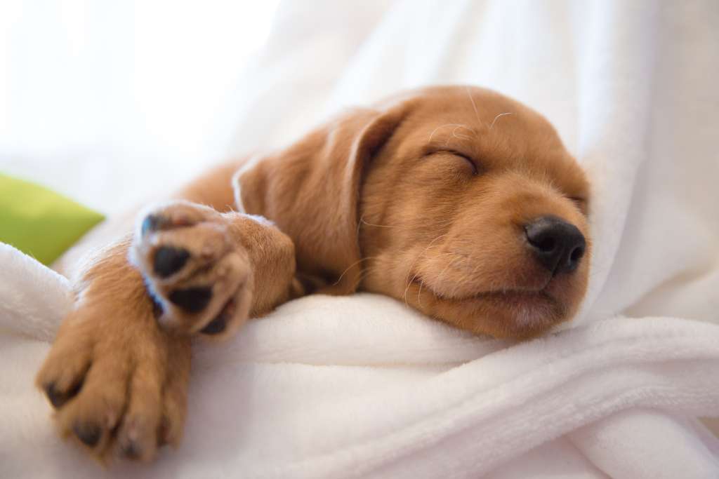 Dog’s Sleeping Position and What They Means