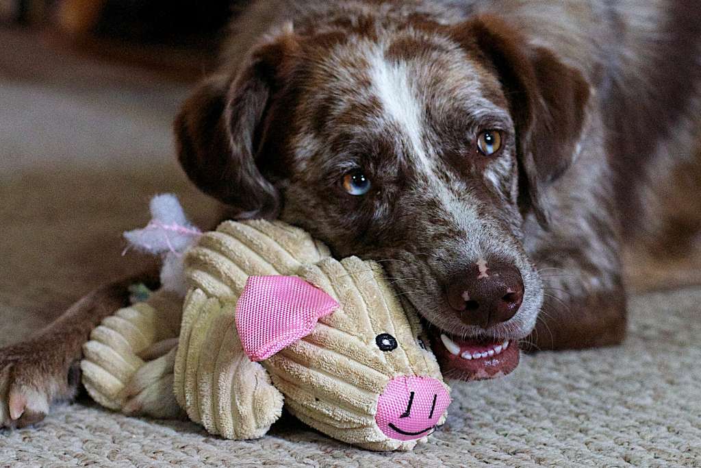 Best toy for your dog's play style and personality