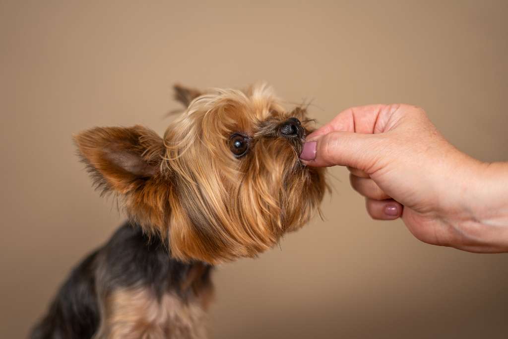 When do dogs need supplements?