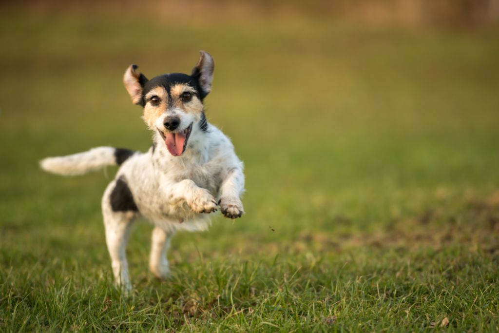 How to Feed a Dog with Arthritis