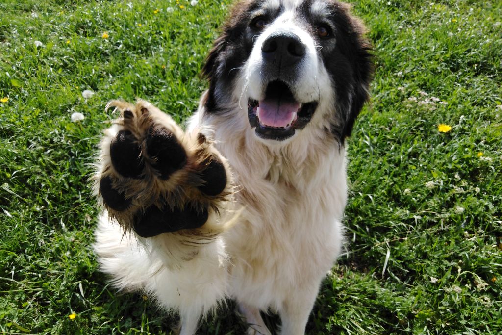 How To Fix Itchy Dog Paws at Home