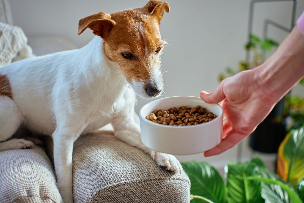 Common Contaminants in Dry Dog Kibble