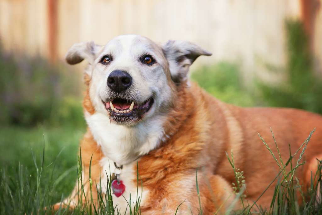Key Components of a Longevity Diet for Dogs