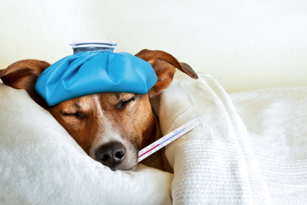 What to Feed Dog with Pancreatitis