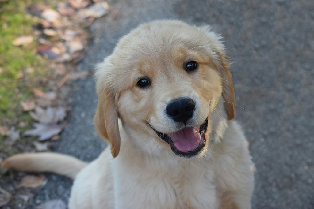 How to Potty Train a Puppy