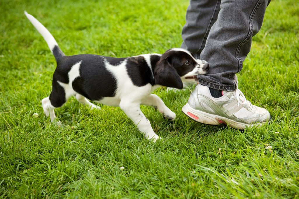 How to Stop Puppy Nipping