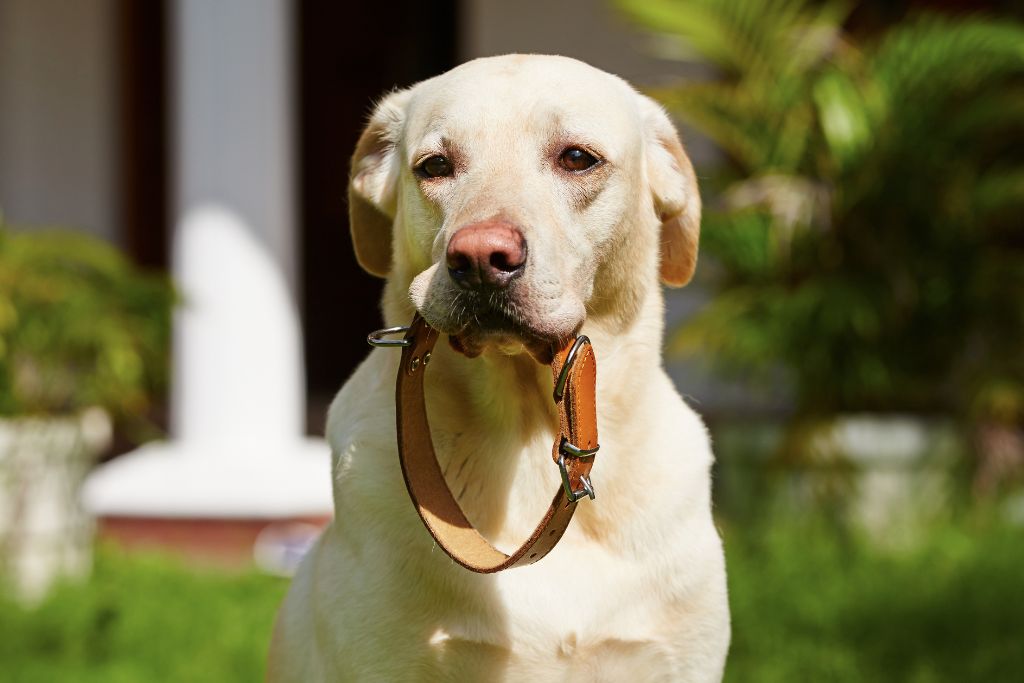 How to Choose a Dog Collar