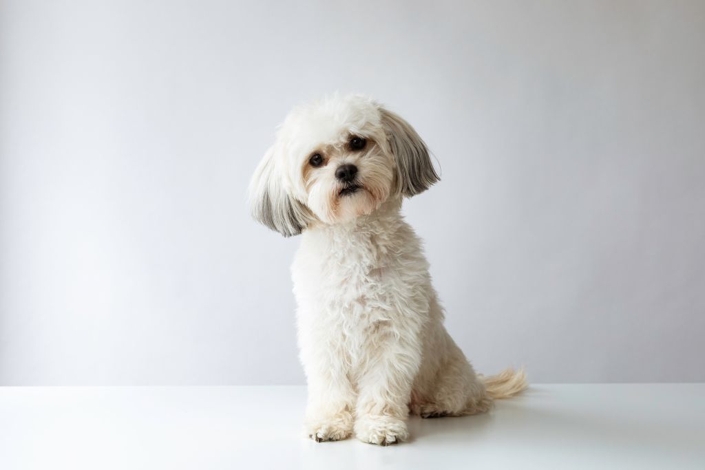 Small Breed Dogs and Hip Dysplasia