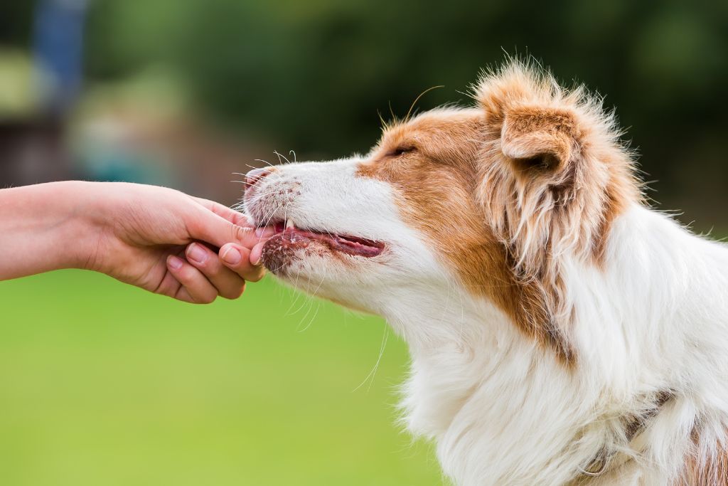 Dog Treats: How to Reward Your Dog Safely and Responsibly