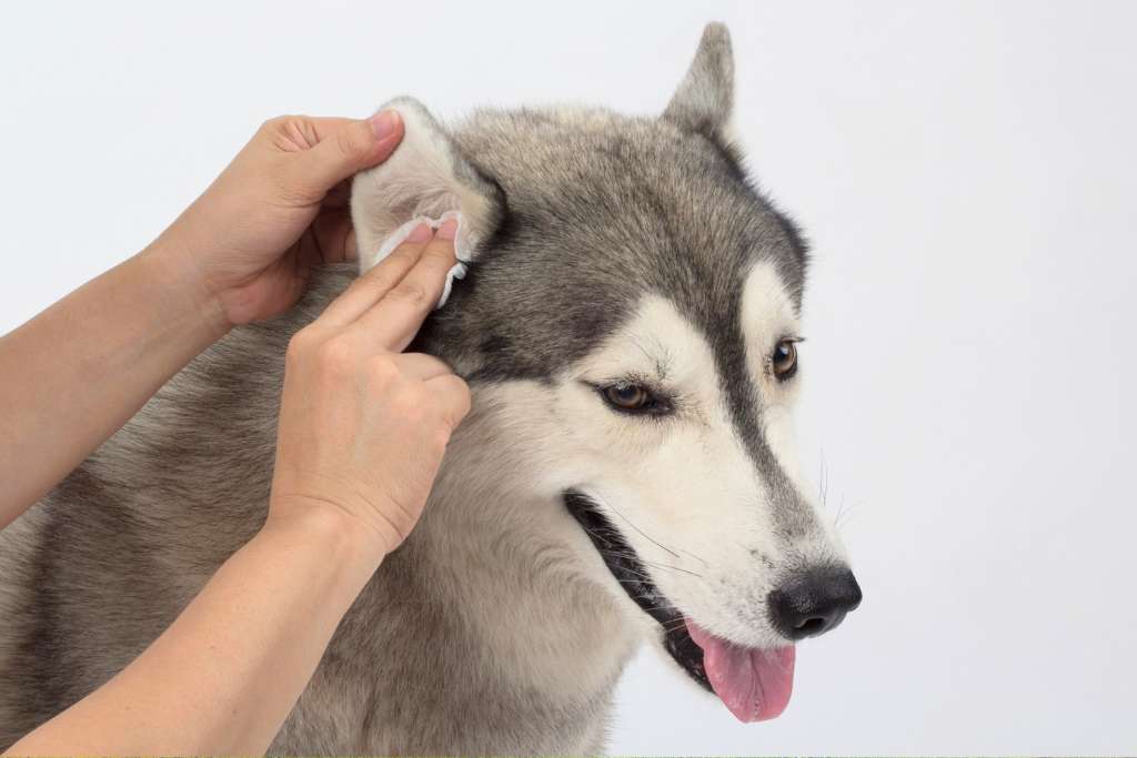 Hearing Loss in Older Dogs