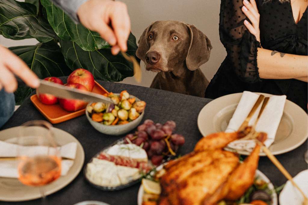 Holiday Feasts That You Can Share with Your Dog