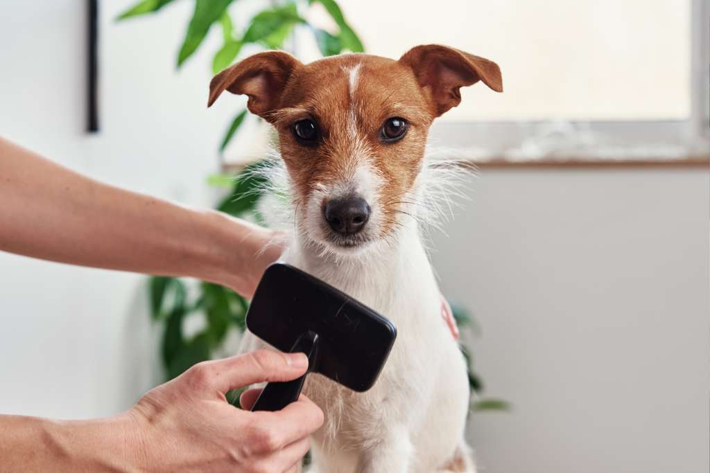 How to Groom Your Dog at Home - Good Dog People™