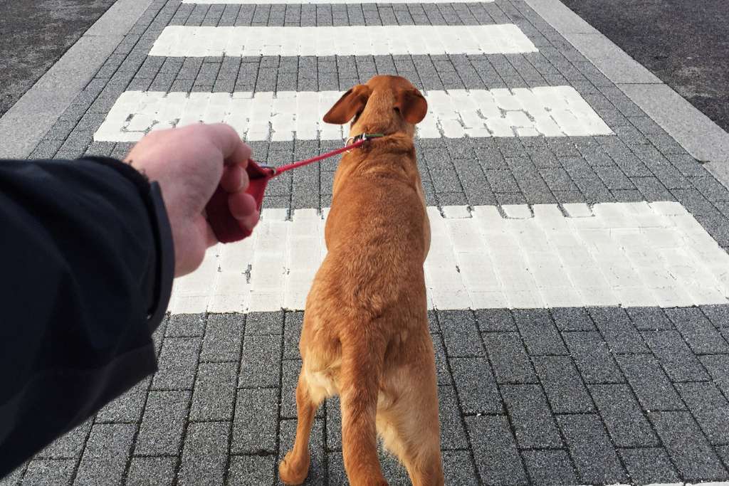 How to Handle Your High Energy Dog