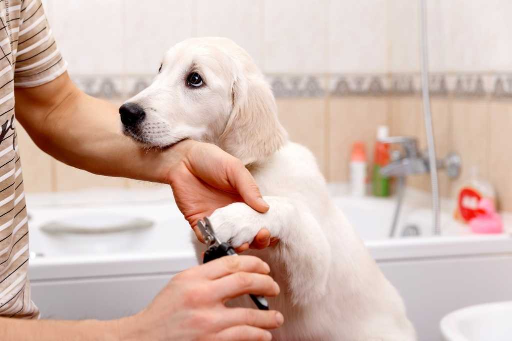 Safe Dog Nail Trimming 101 - Good Dog People™