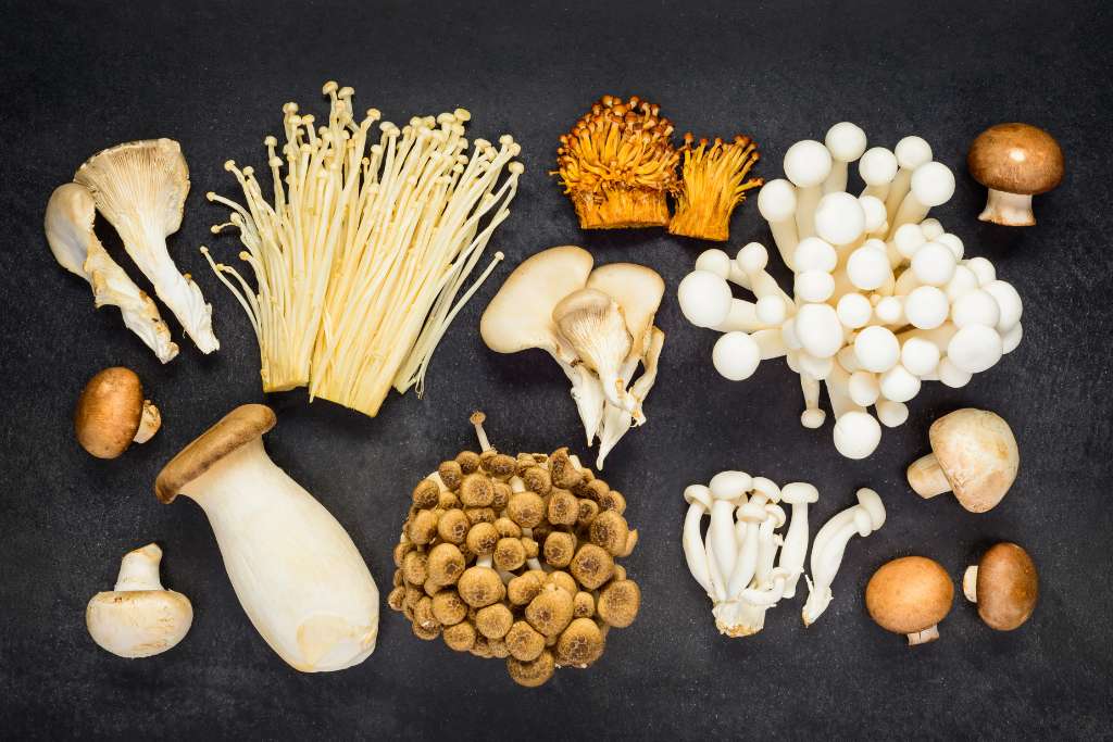 Medicinal Mushrooms for Dogs