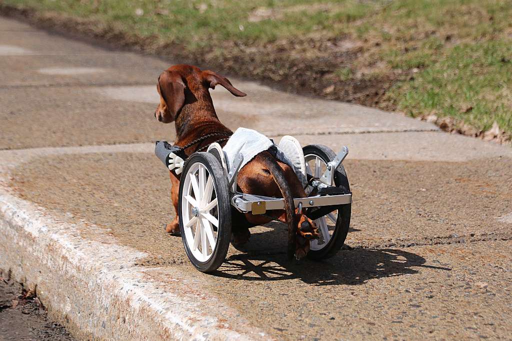 Mobility Aids for Dogs: When and How to Use Them