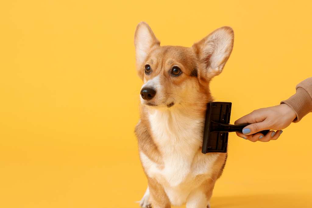 New Year, New Coat: Top Grooming Tips for a Fresh Start